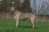 IRISH WOLFHOUND 330